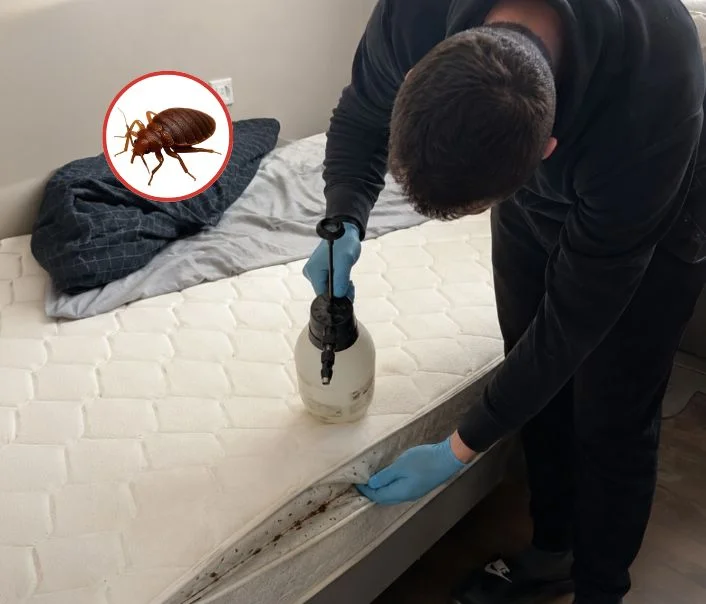 Technicien traitant un matelas contre les punaises de lit à La Norville